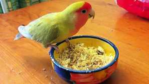 Čo potrebujete na kŕmenie perá